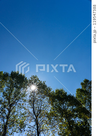 秋の木漏れ日 119547388