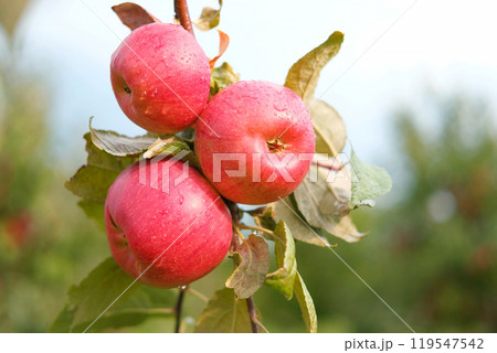 Ripe Apples in the Apple Orchard before Harvesting. Big Red delicious Apples Hanging from a Tree Branch in the Fruit Garden at Fall Harvest. Basket of Apples. Autumn Cloudy Day, Soft Shadow. 4K 119547542