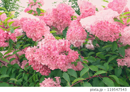 Hydrangea paniculata and conifer. Beautiful Garden path made of natural stones, gravel. Huge landscaping trend. Lawn, shrubbery in the backyard. Scenic of nice landscaped. Walkway. Green home design 119547543