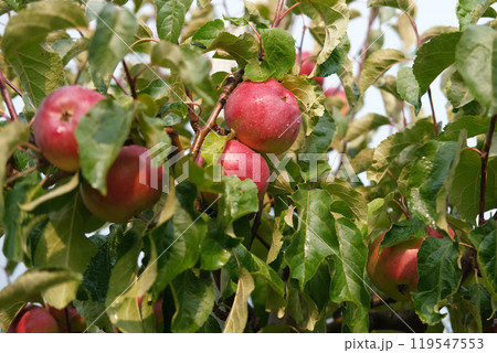 Ripe Apples in the Apple Orchard before Harvesting. Big Red delicious Apples Hanging from a Tree Branch in the Fruit Garden at Fall Harvest. Basket of Apples. Autumn Cloudy Day, Soft Shadow. 4K 119547553