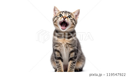 Close-up expressive tabby cat open mouth white background, domestic feline communication behavior illustration, animal emotion expression photography, cute pet portrait 119547922