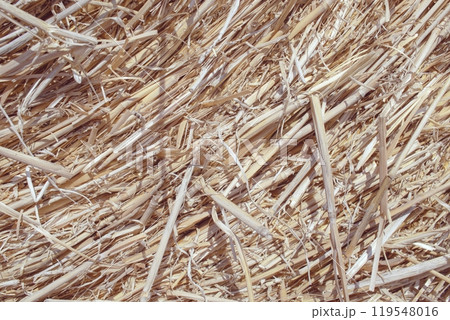 Wheat dry straw texture background, beveled wheat, cereal crops, top view 119548016