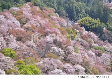 奈良・吉野中千本の桜 119548153