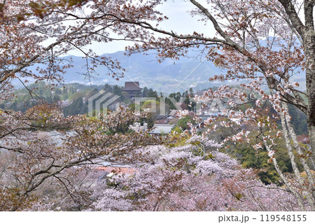 奈良・吉野の桜と金峯山寺 119548155