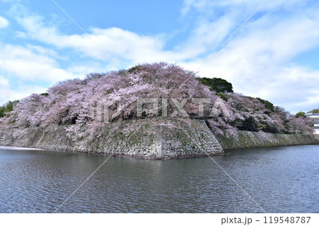 彦根城の中堀と桜 彦根城の中堀と桜 119548787
