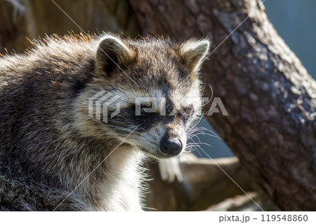 眉間には黒い筋模様が特長のアライグマ【洗熊】 119548860