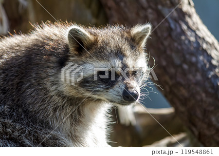 眉間には黒い筋模様が特長のアライグマ【洗熊】 119548861