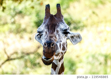 哺乳綱偶蹄目キリンの変顔【真正面顔】 哺乳綱偶蹄目キリンの変顔【真正面顔】 119548865