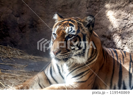 精悍かつ猛獣としての獰猛な眼を持つトラの顔立ち 精悍かつ猛獣としての獰猛な眼を持つトラの顔立ち 119548869