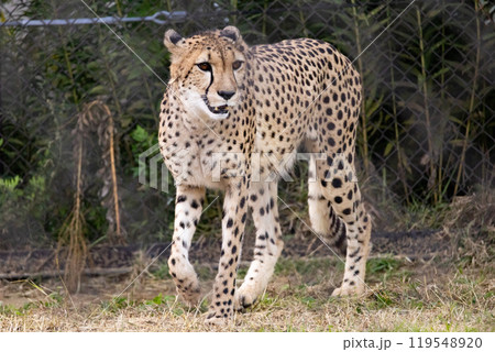 チーター チーター 119548920