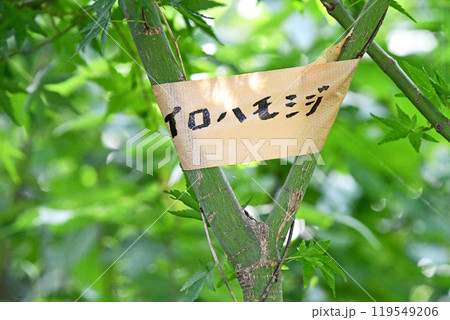 雑木林の中のイロハモミジ 119549206