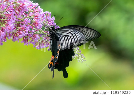 ピンク色のフサフジウツギの花を吸蜜する黒いクロアゲハのメス ピンク色のフサフジウツギの花を吸蜜する黒いクロアゲハのメス 119549229