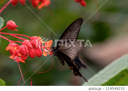 真っ赤なヒギリの花の蜜を吸う黒いクロアゲハのメス 119549232