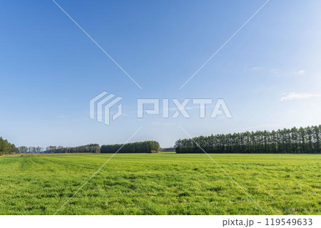 秋晴れの牧草地とカラ松並木 イメージ 北海道士幌町 秋晴れの牧草地とカラ松並木 イメージ 北海道士幌町 119549633