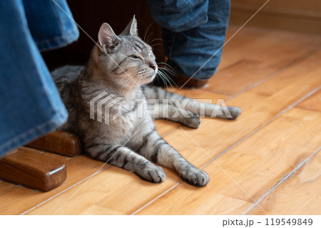 床に寝そべる猫 サバトラ猫 床に寝そべる猫 サバトラ猫 119549849