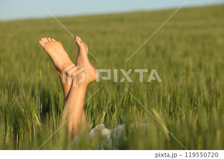 Woman feet relaxing in a wheat field 119550720