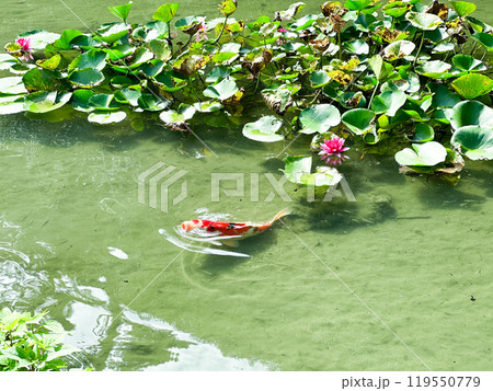 睡蓮の咲く池を泳ぐ鯉 119550779
