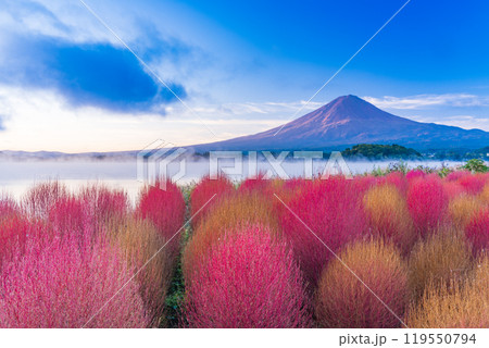 【山梨県】河口湖大石公園・紅葉したコキアと富士山 【山梨県】河口湖大石公園・紅葉したコキアと富士山 119550794