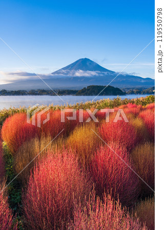 【山梨県】河口湖大石公園・紅葉したコキアと富士山 【山梨県】河口湖大石公園・紅葉したコキアと富士山 119550798
