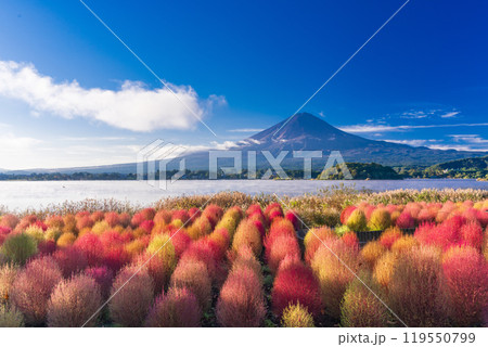 【山梨県】河口湖大石公園・紅葉したコキアと富士山 119550799