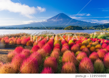 【山梨県】河口湖大石公園・紅葉したコキアと富士山 119550800