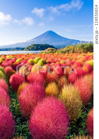 【山梨県】河口湖大石公園・紅葉したコキアと富士山 【山梨県】河口湖大石公園・紅葉したコキアと富士山 119550814
