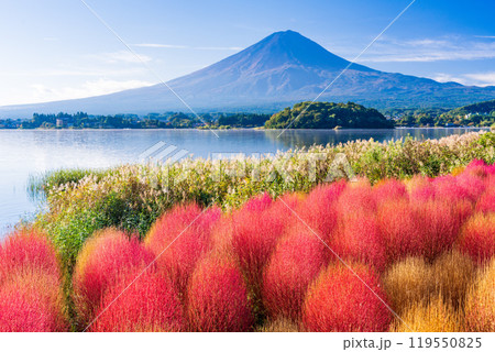 【山梨県】河口湖大石公園・紅葉したコキアと富士山 119550825