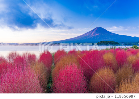 【山梨県】河口湖大石公園・紅葉したコキアと富士山 夜明け頃 【山梨県】河口湖大石公園・紅葉したコキアと富士山 夜明け頃 119550997
