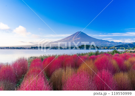 【山梨県】河口湖大石公園・紅葉したコキアと富士山 夜明け頃 【山梨県】河口湖大石公園・紅葉したコキアと富士山 夜明け頃 119550999