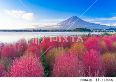 【山梨県】河口湖大石公園・紅葉したコキアと富士山 夜明け頃 【山梨県】河口湖大石公園・紅葉したコキアと富士山 夜明け頃 119551000