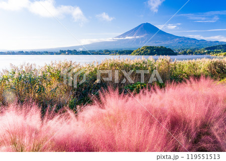 【山梨県】河口湖大石公園　ミューレンベルギア越しに富士山 119551513