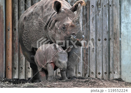 インド サイの親子① 119552224