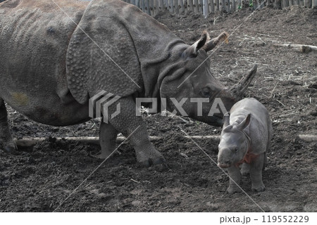 インド サイの親子⑥ 119552229