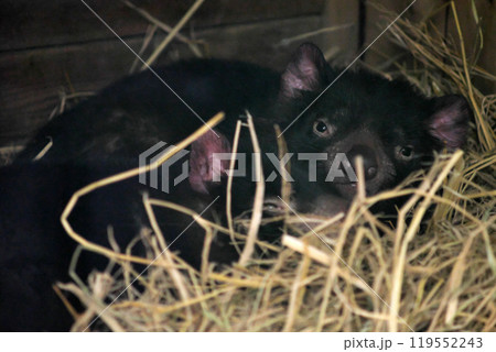 昼寝するタスマニアデビル① 119552243