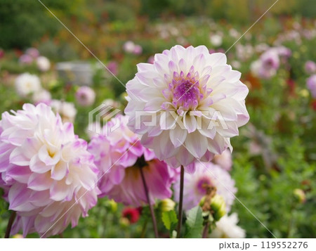 淡いピンク色が美しいダリアの花 119552276