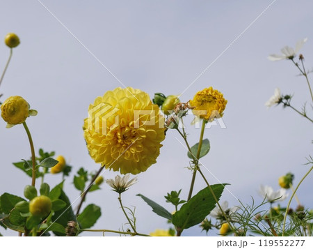 黄色いダリアの花と空 119552277