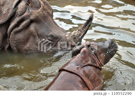 水浴びするインド サイの親子④ 水浴びするインド サイの親子④ 119552290