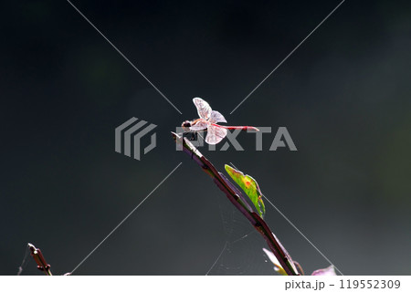 アキアカネ② 119552309