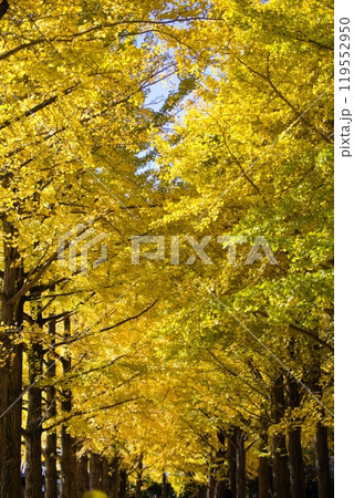 黄葉したイチョウ 茨城県立歴史館 黄葉したイチョウ 茨城県立歴史館 119552950