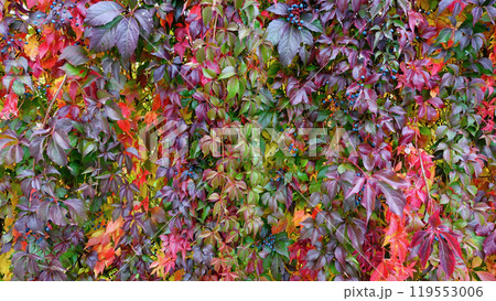 Vibrant Autumn Foliage With Diverse Colors Covering a Brick Wall 119553006