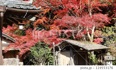 紅葉した庭園 春風萬里荘 紅葉した庭園 春風萬里荘 119553176