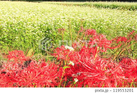 蕎麦畑とヒガンバナ 119553201