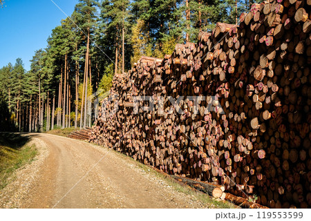 Logging, works in the forest, sawing trees, felled trees. Piles of timber in the forest.  119553599