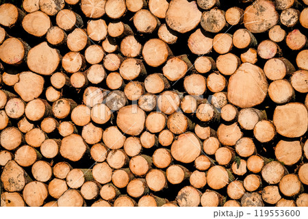 Logging, works in the forest, sawing trees, felled trees. Piles of timber in the forest.  119553600
