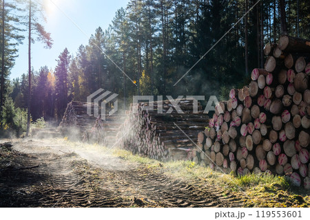 Logging, works in the forest, sawing trees, felled trees. Piles of timber in the forest. Logging, works in the forest, sawing trees, felled trees. Piles of timber in the forest. 119553601