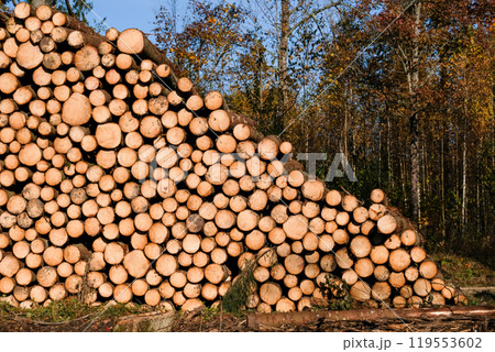 Logging, works in the forest, sawing trees, felled trees. Piles of timber in the forest. Logging, works in the forest, sawing trees, felled trees. Piles of timber in the forest. 119553602