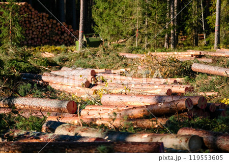 Logging, works in the forest, sawing trees, felled trees. Piles of timber in the forest.  119553605