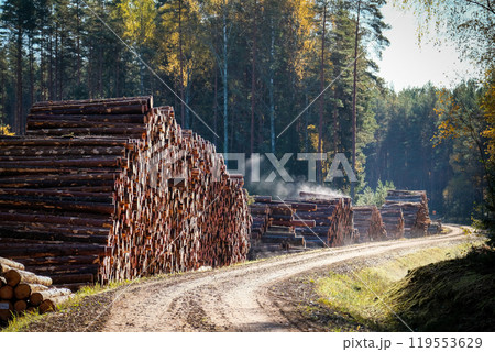 Logging, works in the forest, sawing trees, felled trees. Piles of timber in the forest. Logging, works in the forest, sawing trees, felled trees. Piles of timber in the forest. 119553629