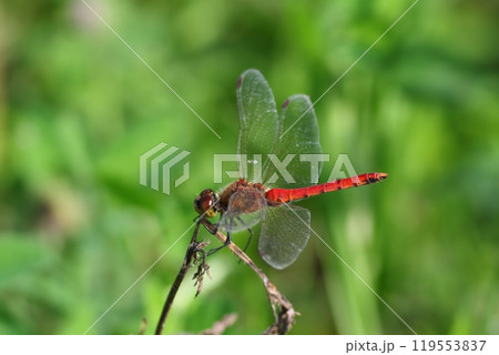 赤とんぼ 119553837