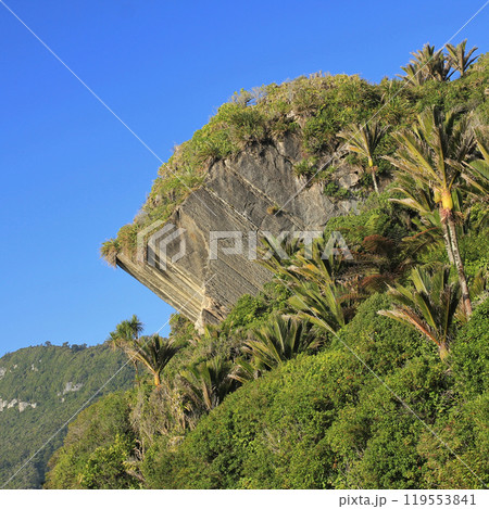 Cliff and palms in Punakaiki, New Zealand. 119553841